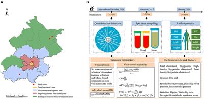 Novel Strategies for Assessing Associations Between Selenium Biomarkers and Cardiometabolic Risk Factors: Concentration, Visit-to-Visit Variability, or Individual Mean? Evidence From a Repeated-Measures Study of Older Adults With High Selenium